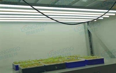UV紫外線照射實驗：植物如何應(yīng)對自然環(huán)境中的紫外線威脅？